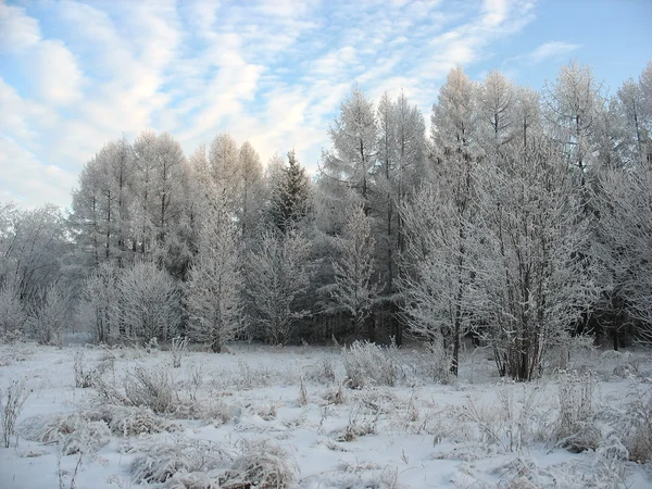 Winterwald. Frostige Bäume — Stockfoto