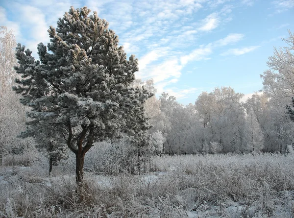 Winter park. zmrzlý stromy — Stock fotografie