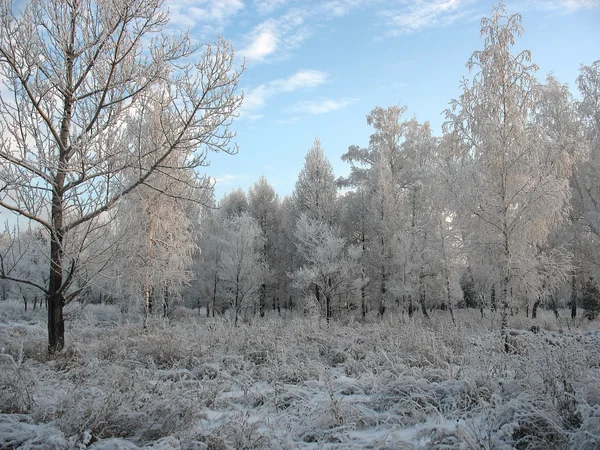 Vintern skog. frostiga träd — Stockfoto