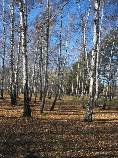 Bosque de otoño. Paisaje — Foto de Stock