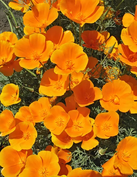 Oranžový eschscholzia (Eschscholzia Californica)-květinové pozadí — Stock fotografie