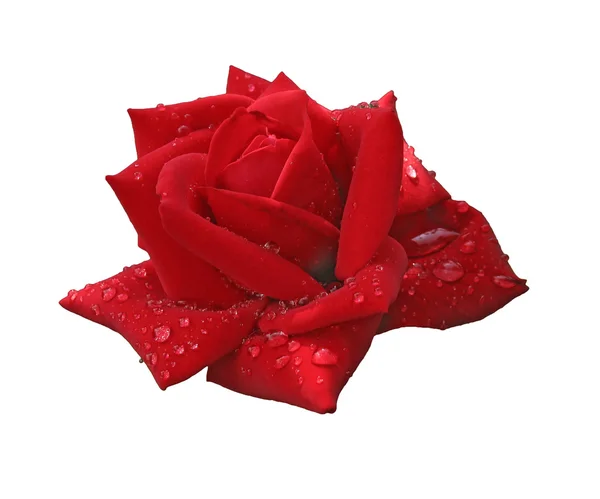Red rose in raindrops isolated on white — Stock Photo, Image