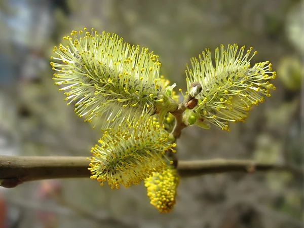 春。猫-柳の尾状花序のクローズ アップ — ストック写真