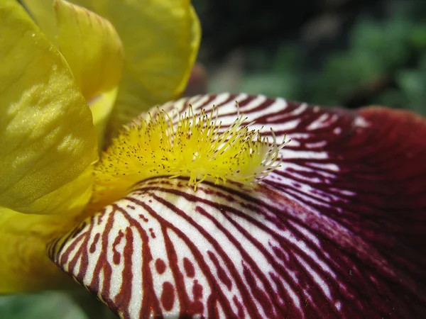Close up van gele iris meeldraad — Stockfoto
