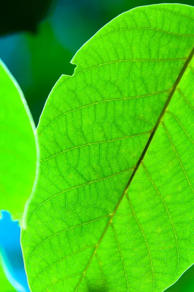 新鮮な緑の葉のマクロ撮影 — ストック写真