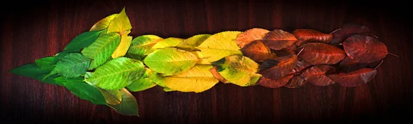 Foto av färgglada löv visar riktningen på trä backgro — Stockfoto