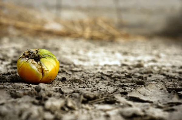 Rooten food on dry soil — Stock Photo, Image