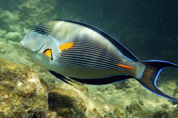 Arabian sohal surgeon fish — Stock Photo, Image
