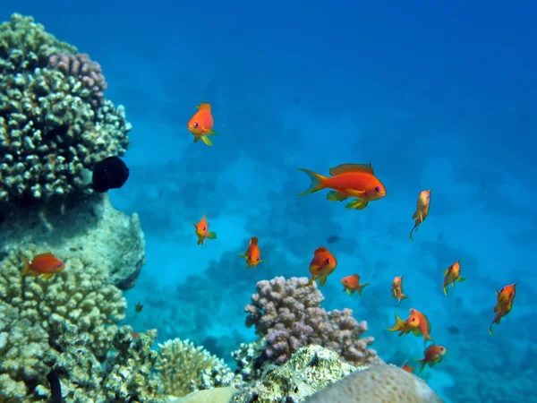Vörös korall sügér — Stock Fotó