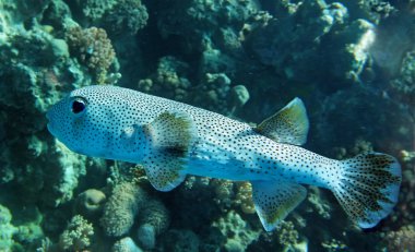 Porcupine fish clipart