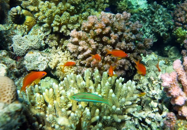 赤サンゴ パーチ — ストック写真