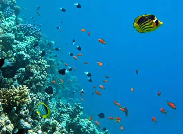 Коралловая жизнь — стоковое фото