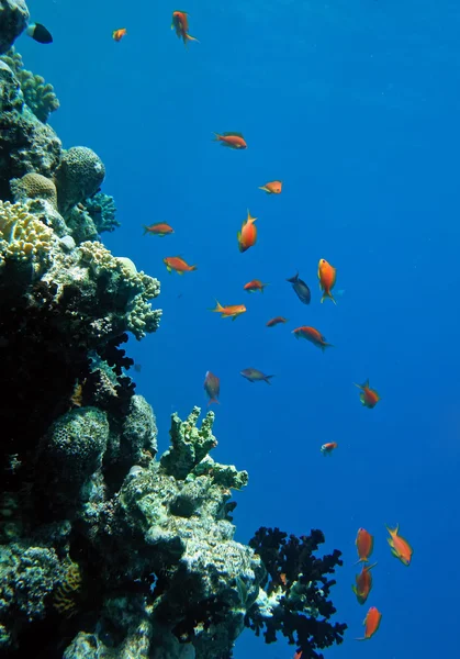 Червоний Корал окунь — стокове фото
