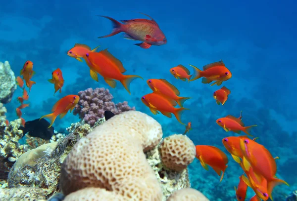 Poleiro de coral vermelho Fotografia De Stock