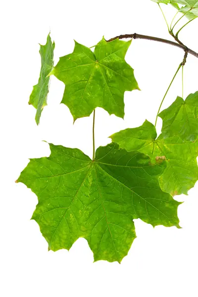 beyaz zemin üzerinde izole yeşil akçaağaç yaprakları