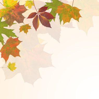 sonbahar yaprakları arka plan