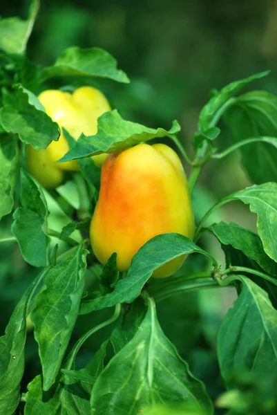 Paprika gialla — Foto Stock