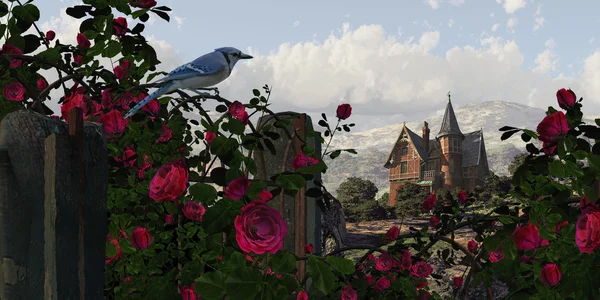Блакитна Сойка серед троянди — стокове фото