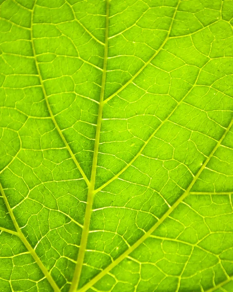 Nahaufnahme eines grünen Blattes hinterleuchtet — Stockfoto