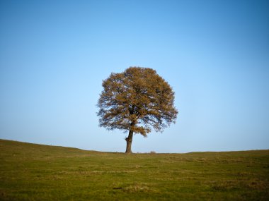 Tree on autumn day clipart