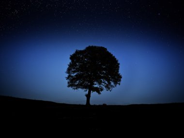 Tree at night clipart