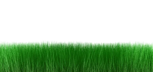 stock image Grass on white background