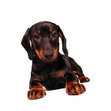 Dachshund Köpek