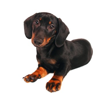 Dachshund Köpek