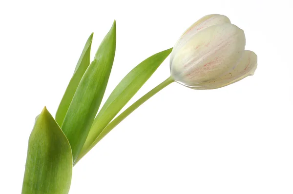 Flor tulipa branca — Fotografia de Stock