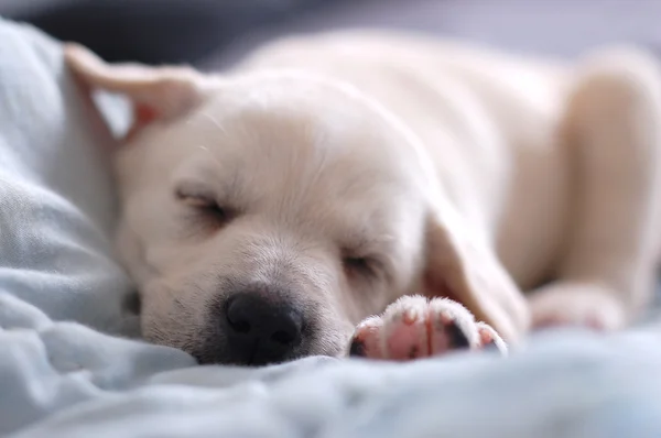 睡眠のラブラドール子犬 — ストック写真
