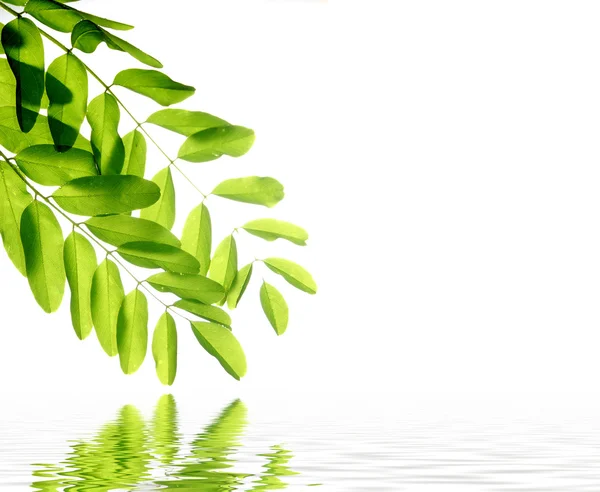 Folhas verdes refletindo na água — Fotografia de Stock