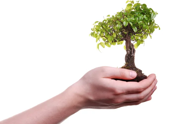 Hand met een bonsai boom — Stockfoto