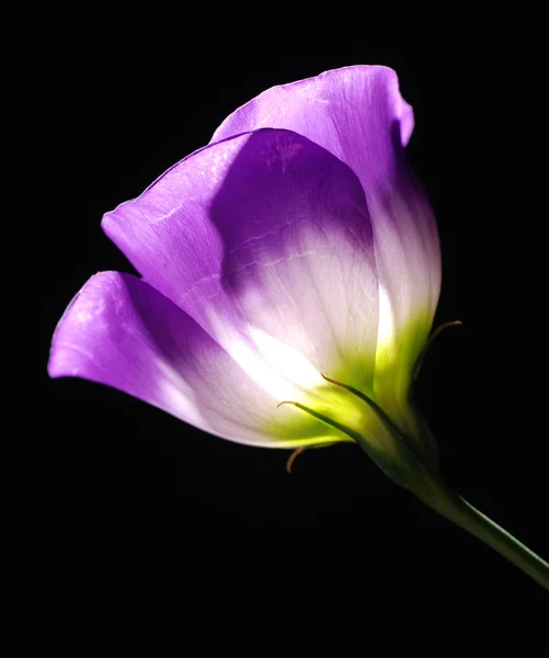 Фіолетовий tulip — стокове фото