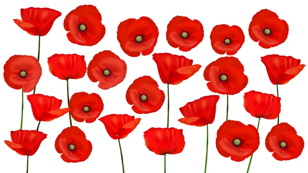 Hintergrund mit schönen roten Mohnblumen. Vektorillustration — Stockvektor