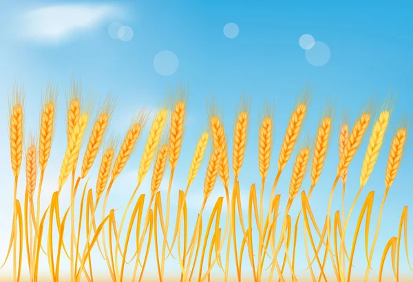 Espigas de trigo amarillas maduras en el cielo azul. Ilustración vectorial . — Archivo Imágenes Vectoriales