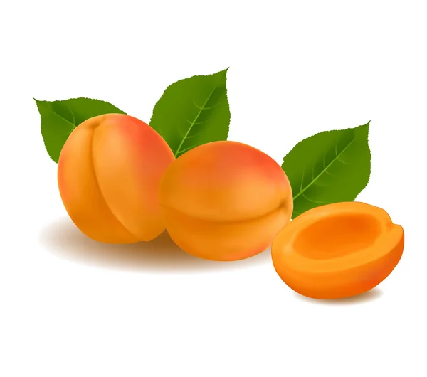 Abricots sur fond blanc . — Image vectorielle