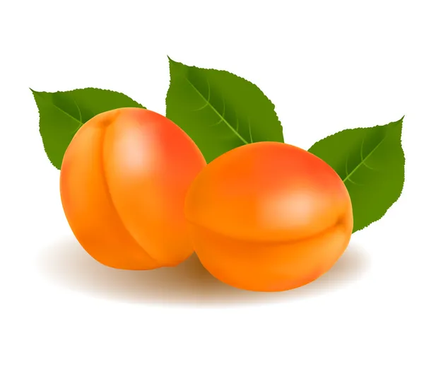 Photo-realistic vector illustration of the ripe apricots fruit. — Stock Vector