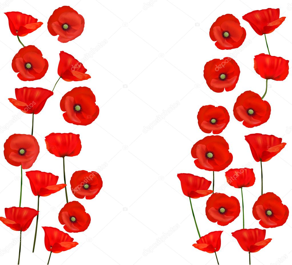 Background with beautiful red poppies. Vector illustration
