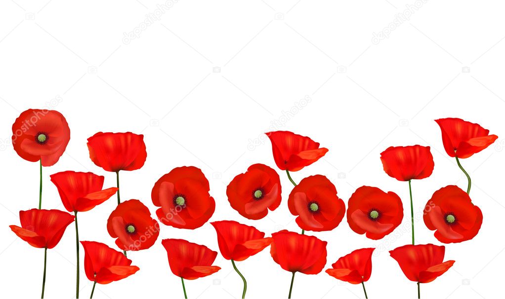 Background with beautiful red poppies. Vector illustration