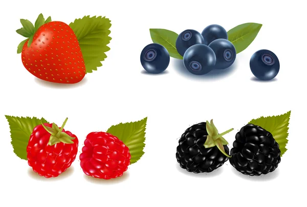나무 딸기, 블루베리, 블랙베리와 딸기. — 스톡 벡터