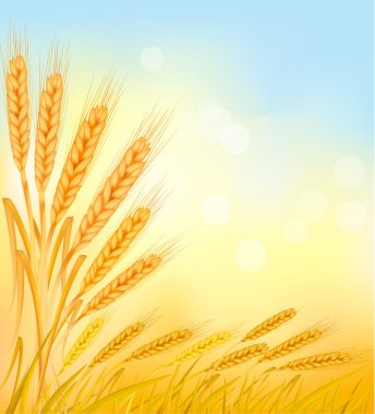 Background with ripe yellow wheat ears, agricultural vector illustration clipart