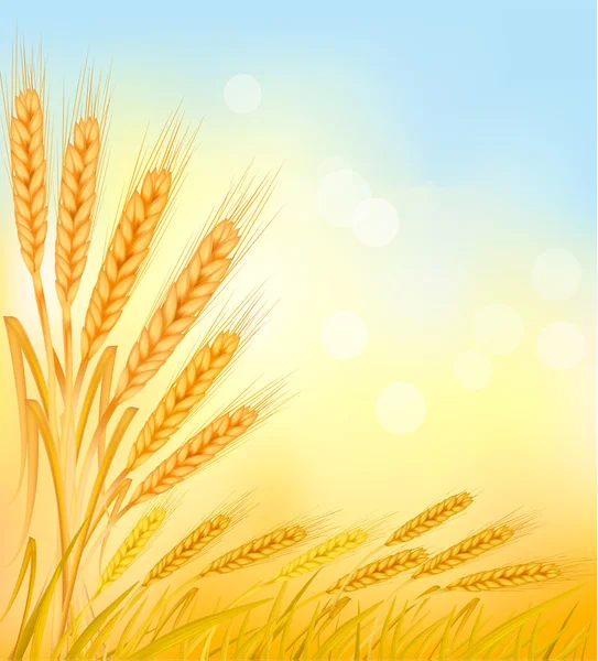 Olgun sarı buğday kulaklı, tarım vektör çizim arka planı — Stok Vektör