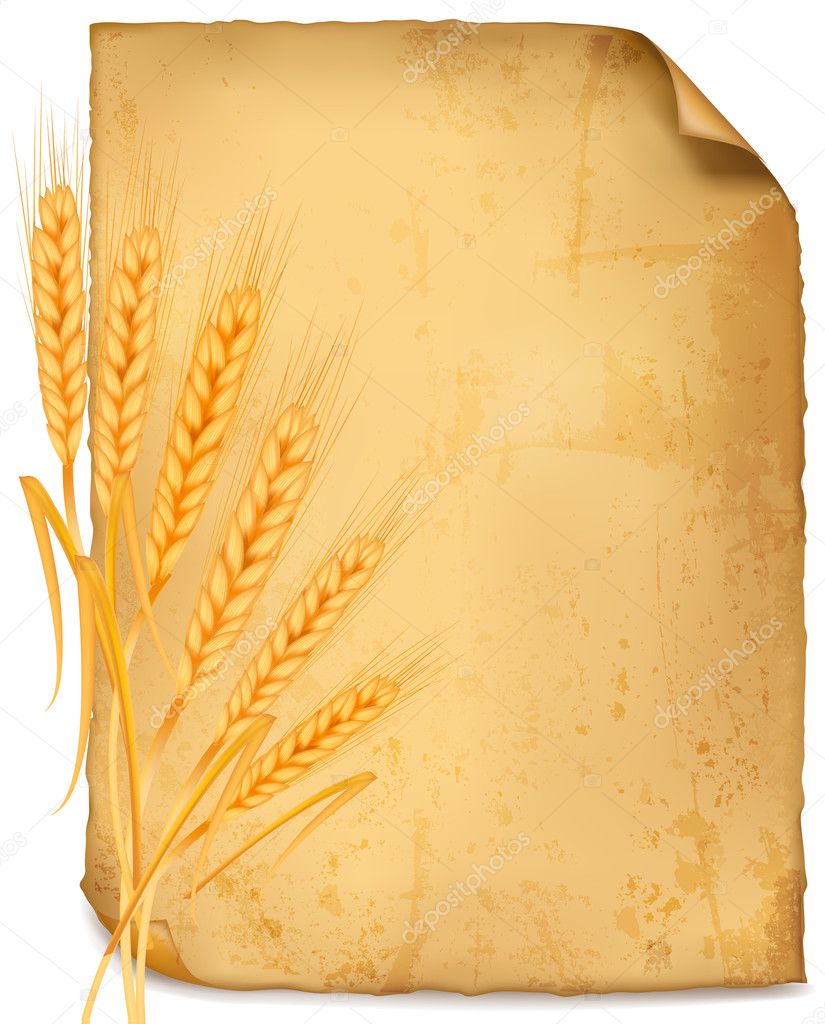 Background with ripe yellow wheat ears, agricultural vector illustration