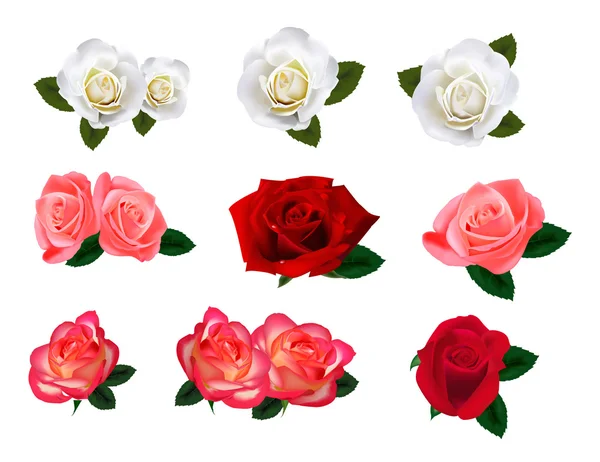 Ensemble de belles roses sur fond blanc. Vecteur . — Image vectorielle