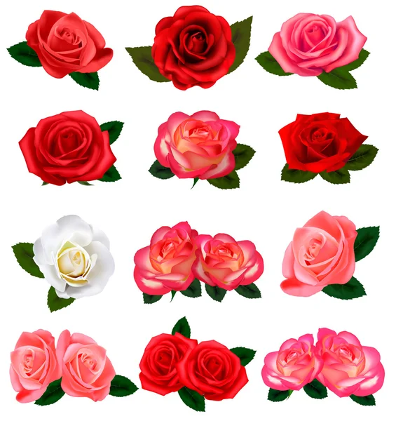 Conjunto de hermosas rosas sobre un fondo blanco. Vector . — Archivo Imágenes Vectoriales