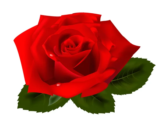Beautiful red rose. Vector illustration. — Stock Vector