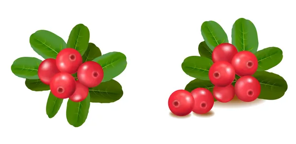 Cranberries com folhas. Ilustração vetorial — Vetor de Stock