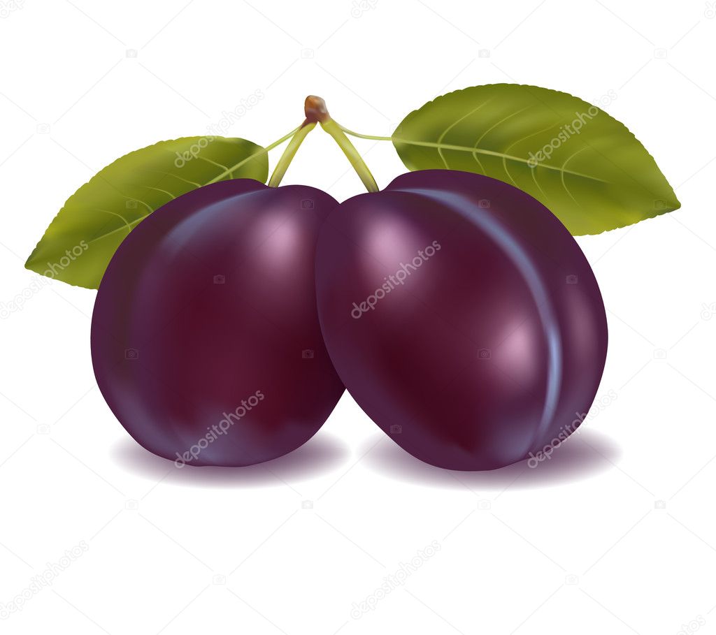 Two plums with leaf. Vector illustration