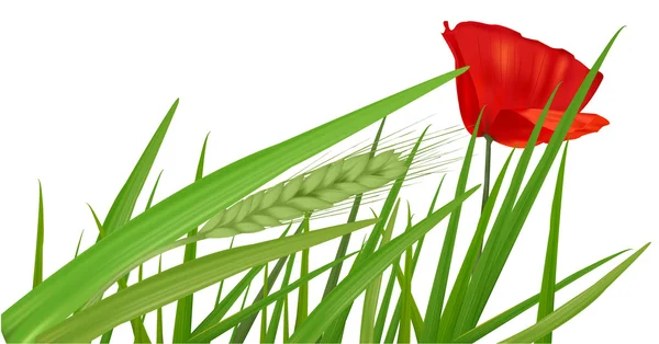 Hierba verde amapola roja. Vector — Archivo Imágenes Vectoriales