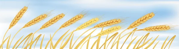 Espigas de trigo amarillas maduras en el cielo azul. Ilustración vectorial . — Vector de stock